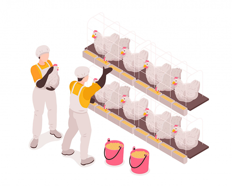 Poultry Recruitment Services